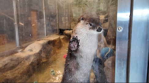 Delmarva Discovery Museum launches GoFundMe Fundraiser to take care of the otters