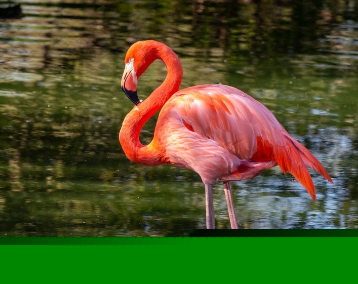 Miami-Dade designates American Flamingo as official county bird
