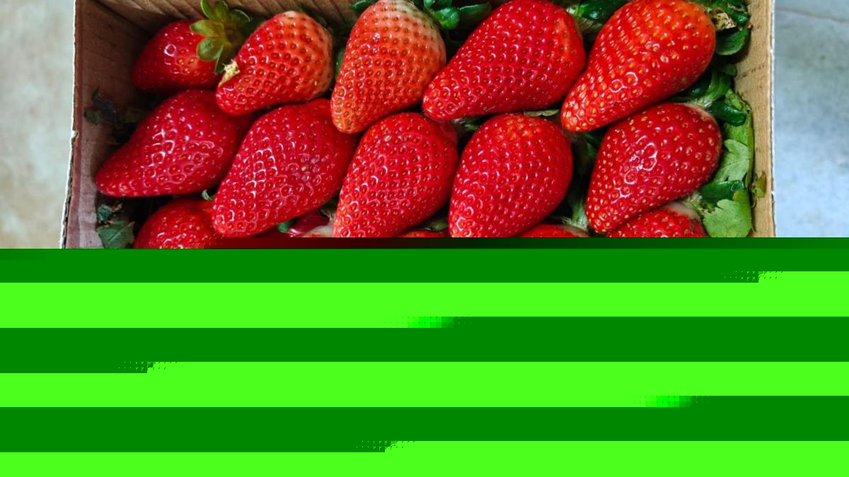 India wants to join the strawberry superpowers
