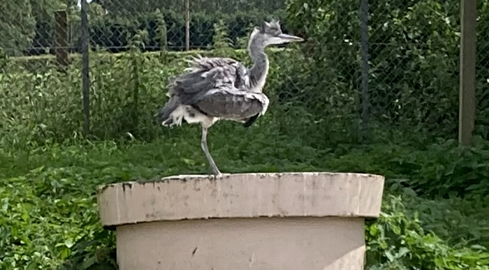 Smallest ever chick released to wild after RSPCA Stapeley rescue