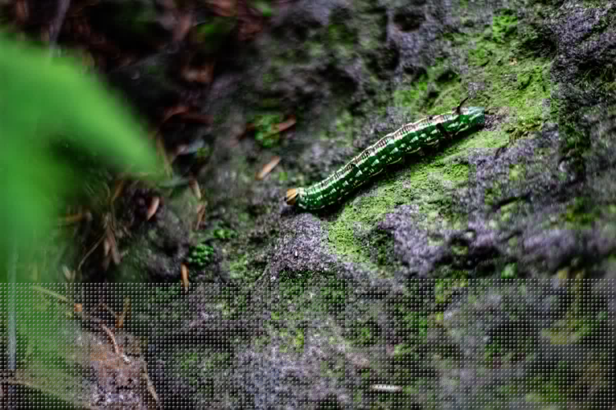 Armyworms Are Back Across Oklahoma