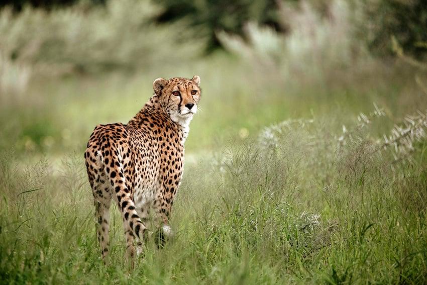 Otavi farmer allegedly found in possession of cheetah skin