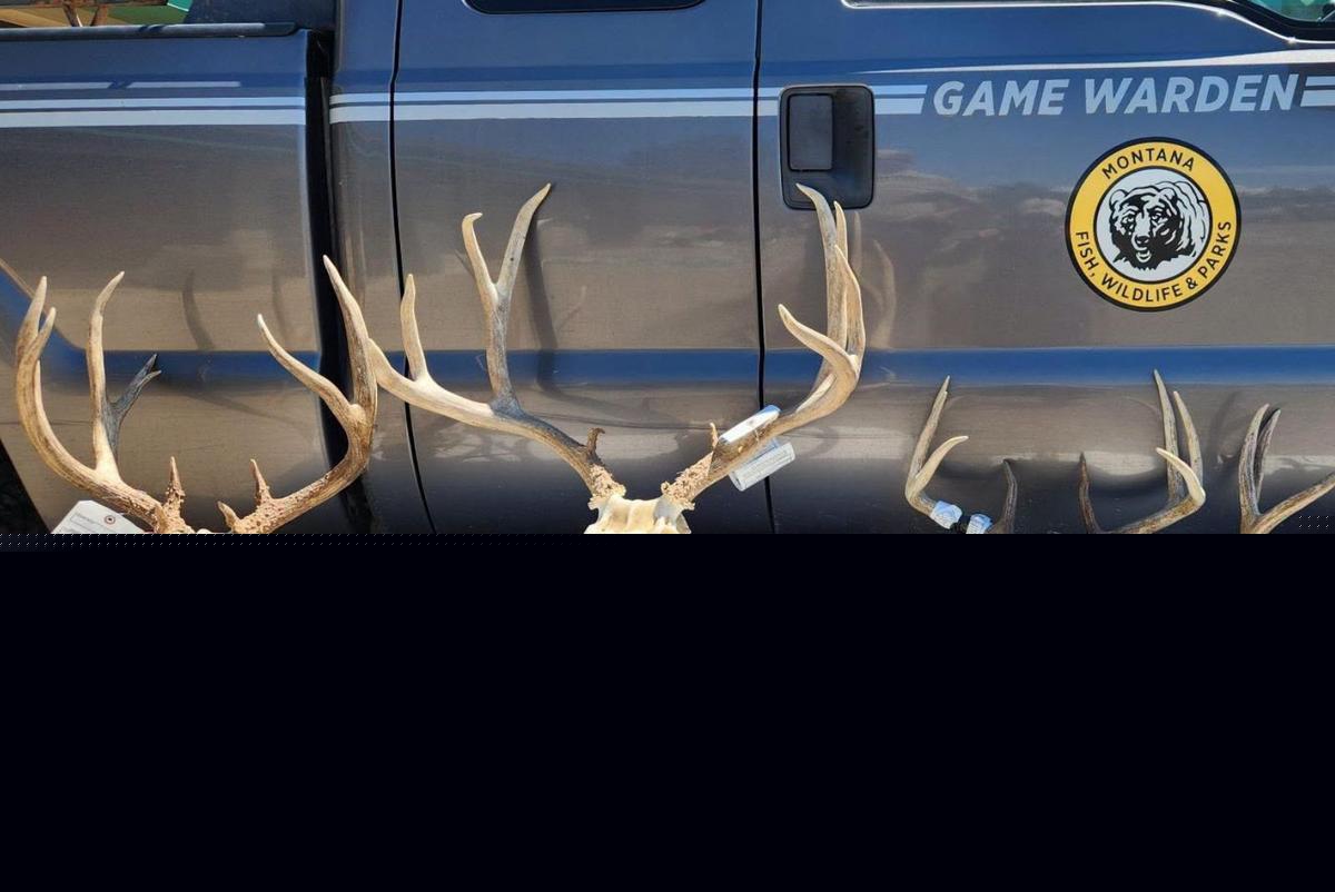 Poaching Gets Montana Men Fines and Loss of Hunting Rights