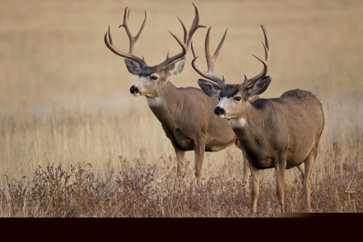 Texas Parks And Wildlife Is Now Taking Drawn Hunt Applications For 2026