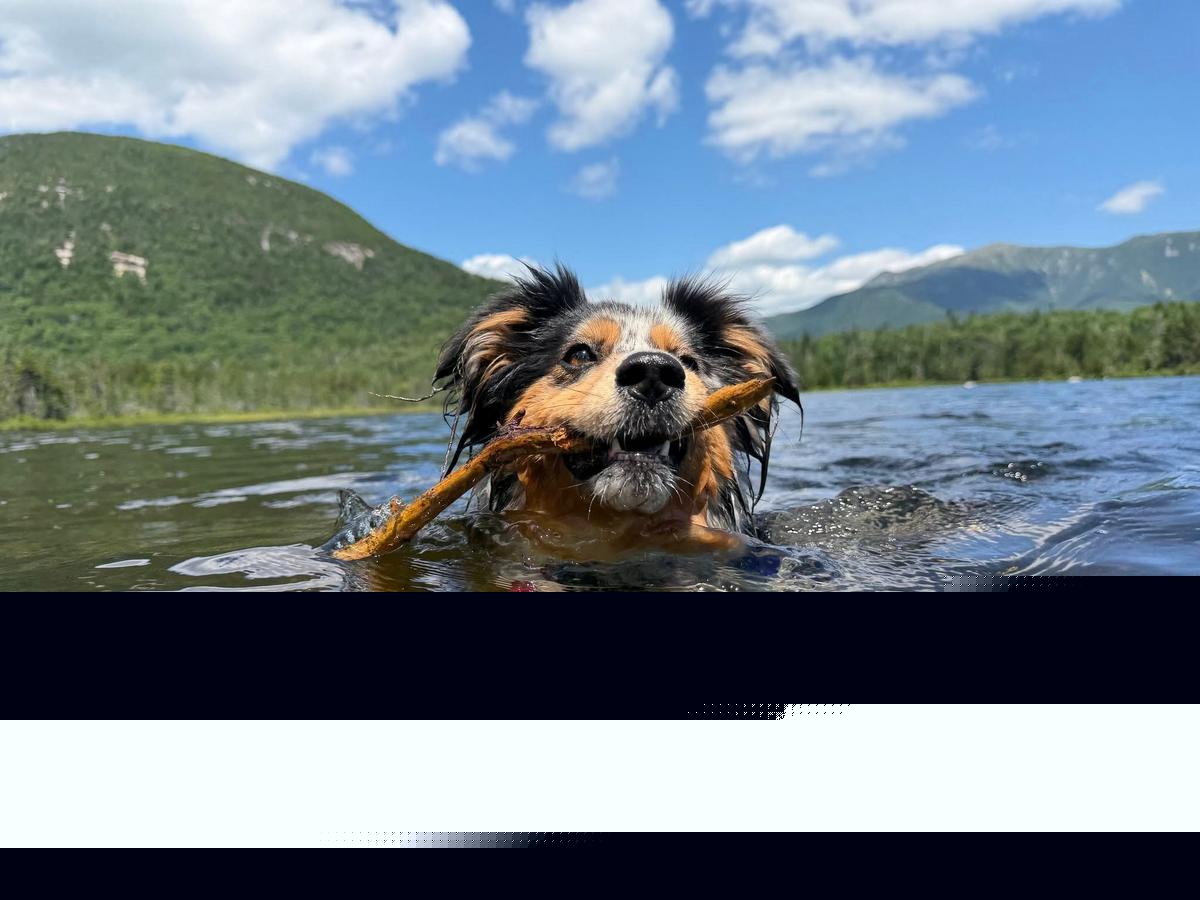 New Hampshire Dogs Deserve Adventures Too: This Club Is Helping Pups Live Their Best Lives