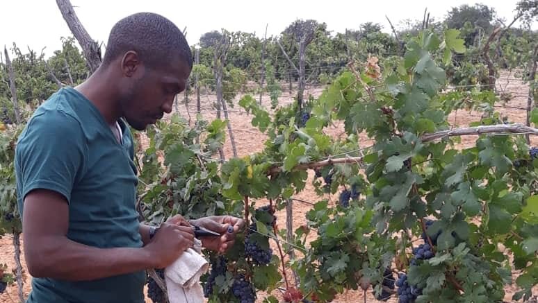 An Israeli Partnership Helps Tanzania Grow Its Wine Industry