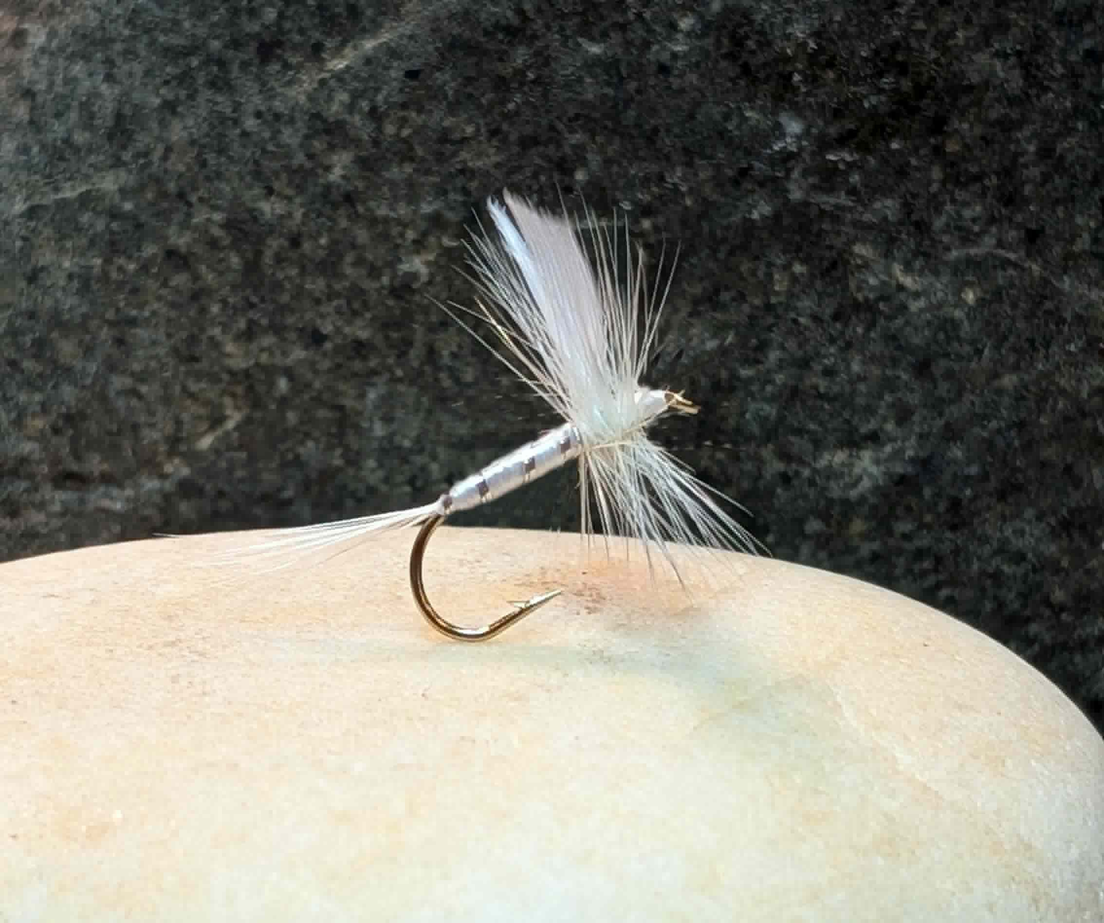 Fly of the Week: White Miller dry-fly