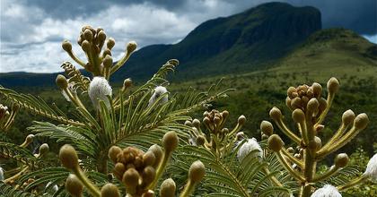 Cerrado Protected Areas: Chapada dos Veadeiros and Emas National Parks