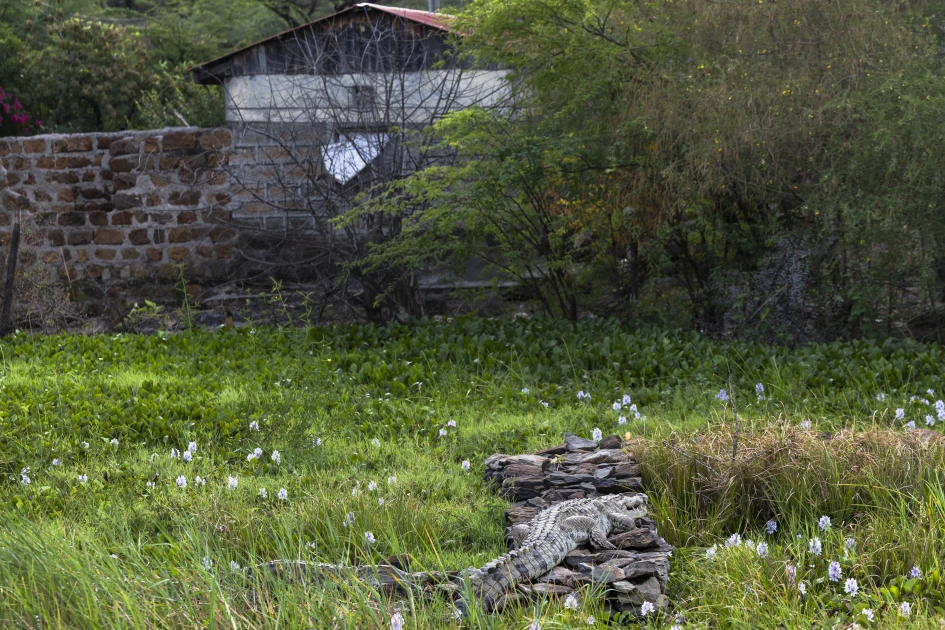 Rising Kenyan lakes push crocodiles closer to homes