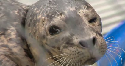 Baby seal rescued after found with netting wrapped around her neck