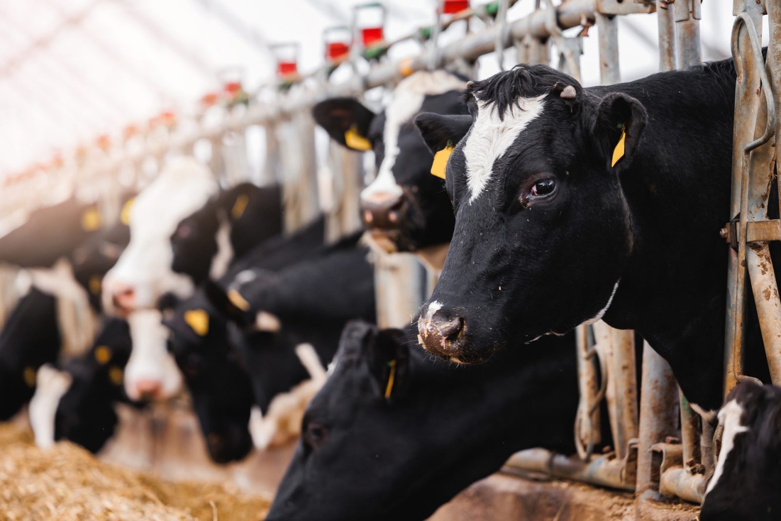Oregon Ballot Push Could Begin Shift Away From Animal Farming and Hunting