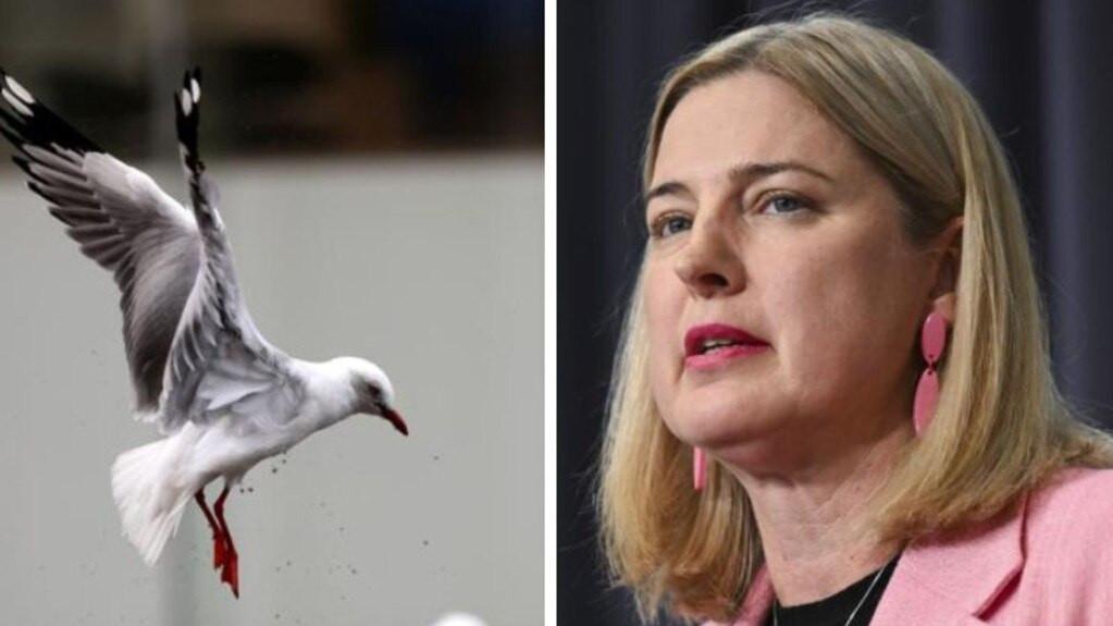 Agriculture Minister confirms 74 cases of H5 bird flu recorded in Australia, first mass mortality event