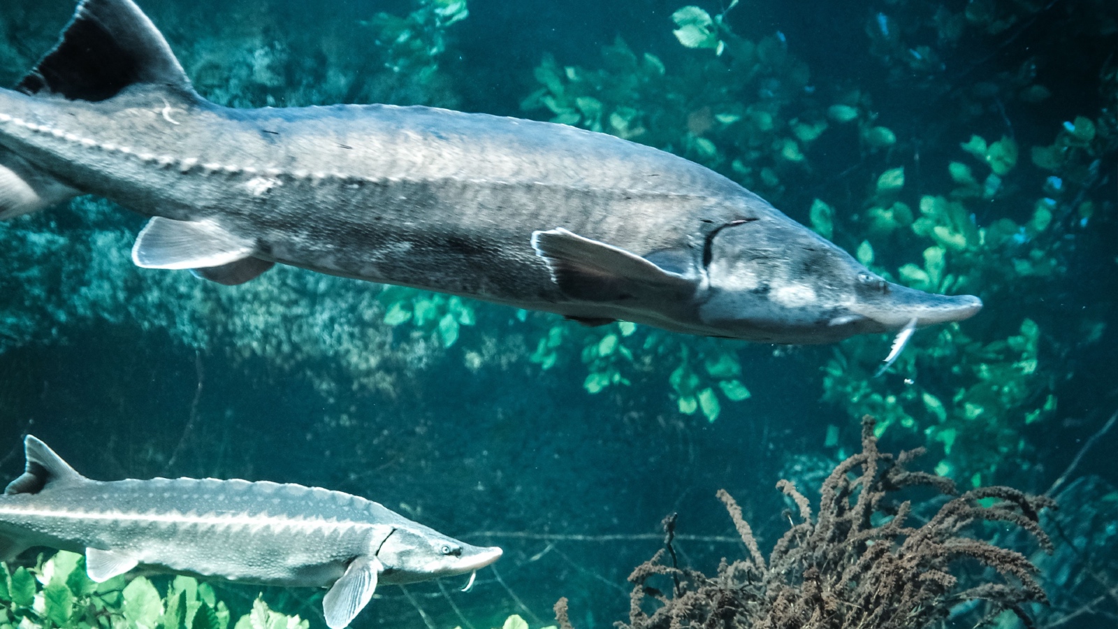 Scientists discover ancient “dinosaur fish” may live for over 400 years