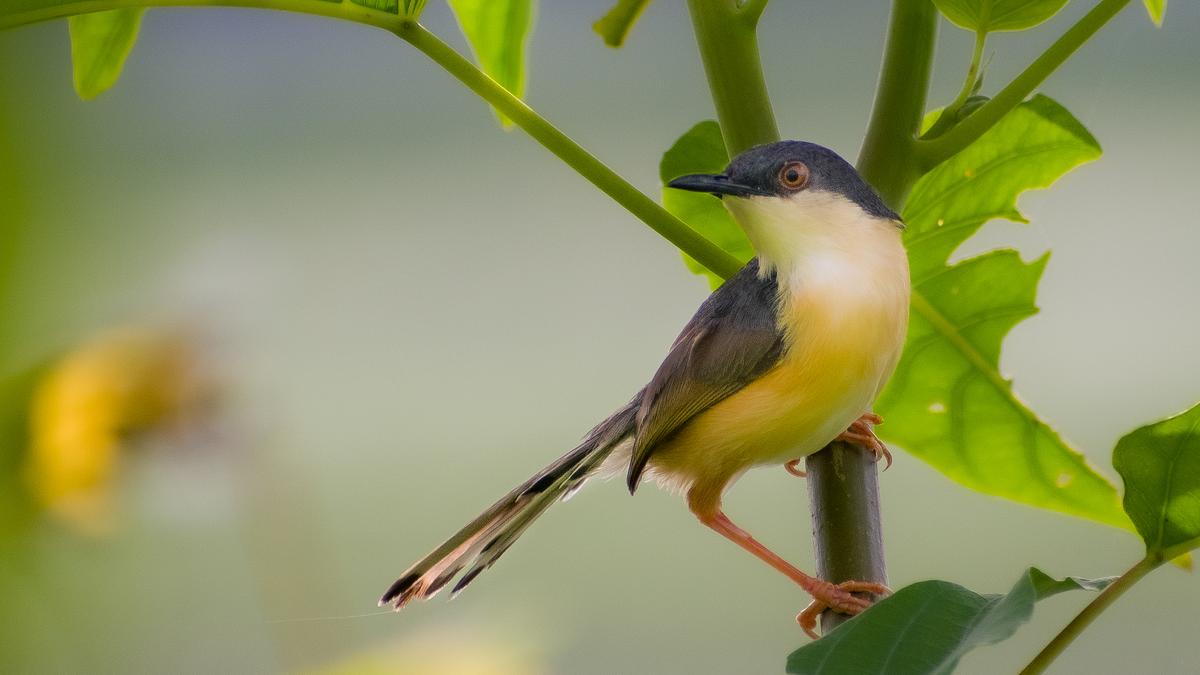 Science for All | How bird songs have evolved