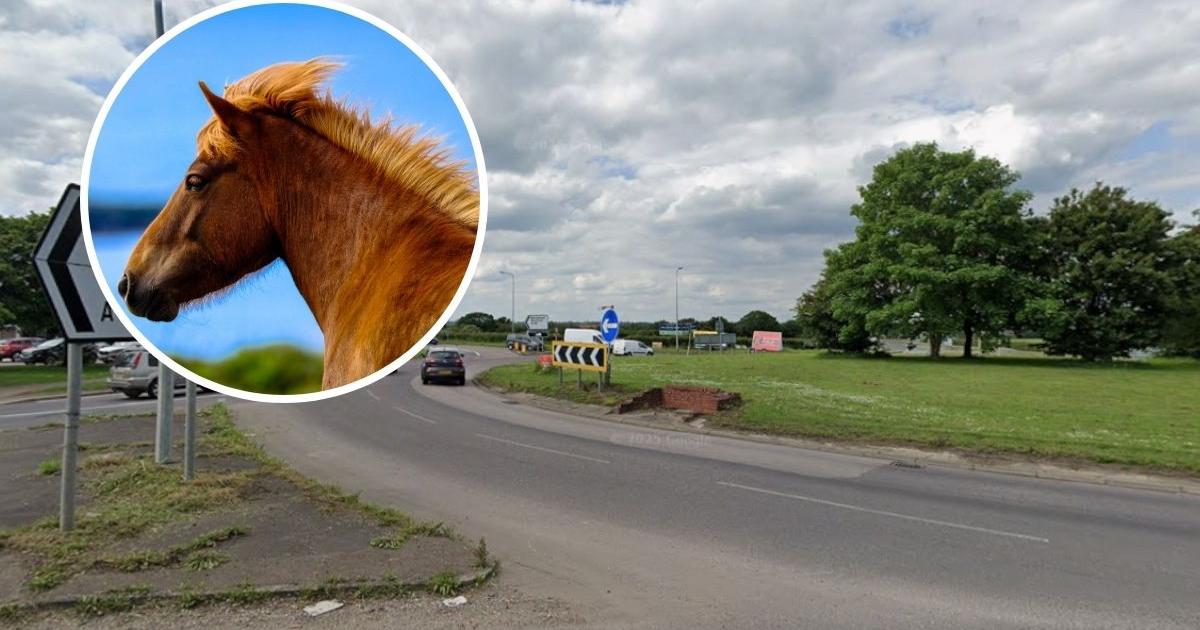 Horse dies after being hit by car on south Essex roundabout as appeal issued