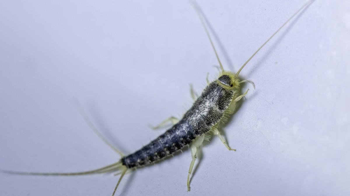 Ako vidite ovog insekta u kupatilu odmah reagujte: Evo odakle dolaze, koliko su opasni i kako da ih se rešite