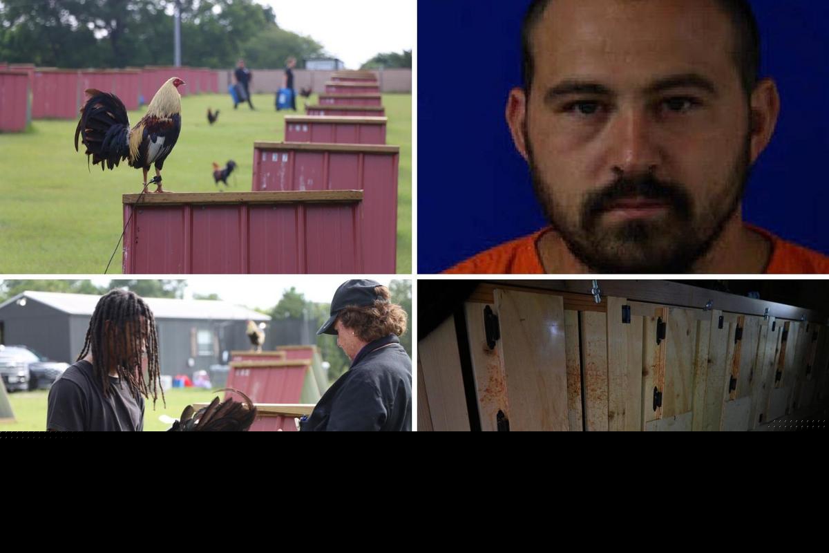 East Texas Man Arrested After 181 Roosters Found