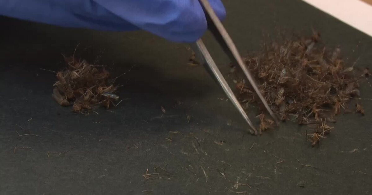 Weather plays part in West Nile virus cases exploding in Utah mosquitoes