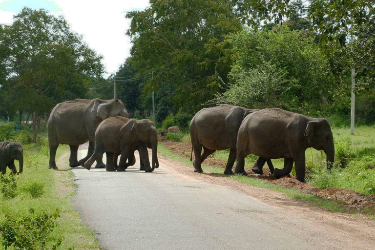 Wildlife-friendly land use: Would incentives work?