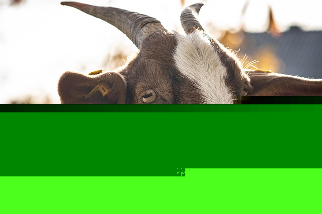 End the Slaughter of Tens of Thousands of Animals at Festival