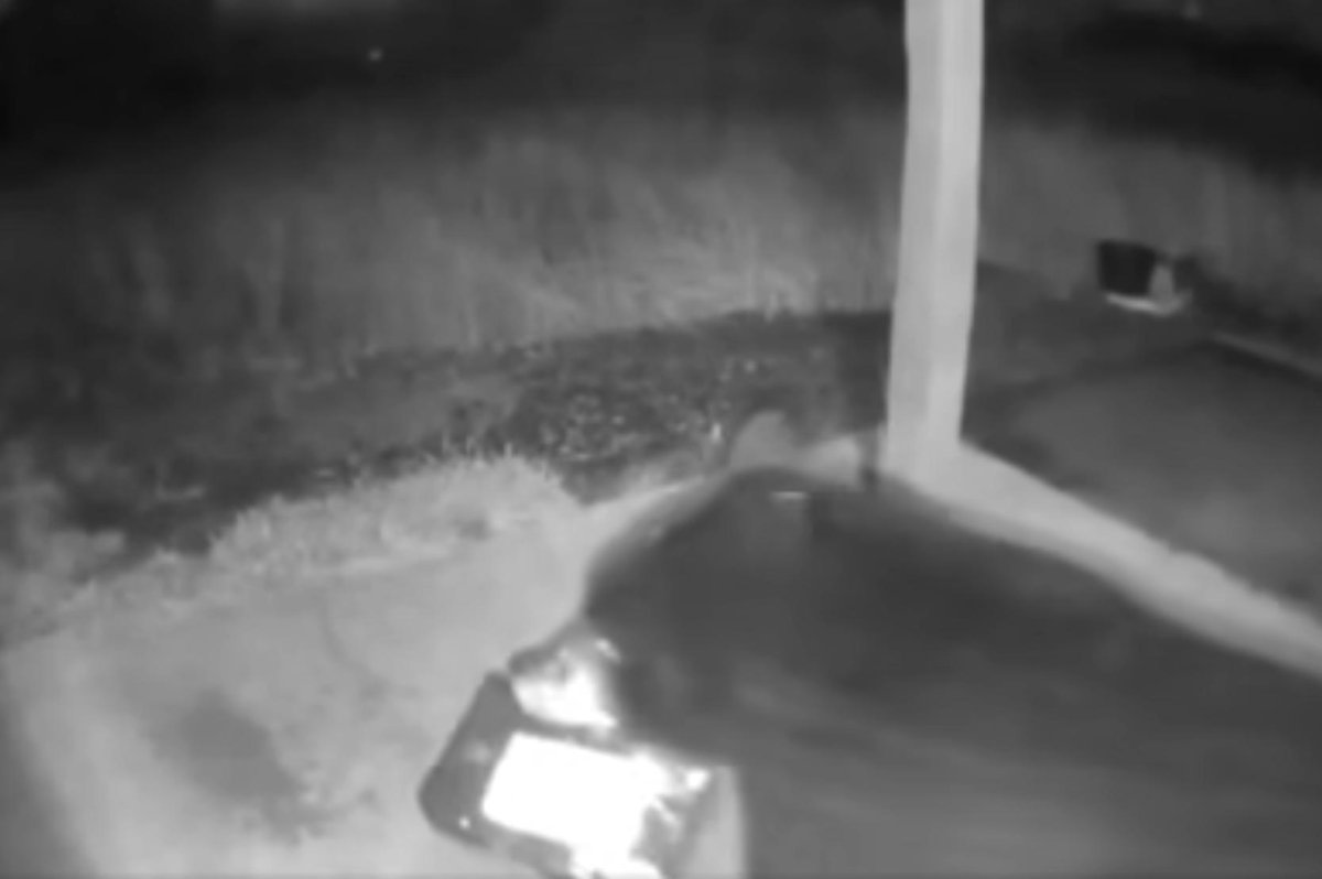 Watch: Package-stealing bear swipes sweater from Wash. porch