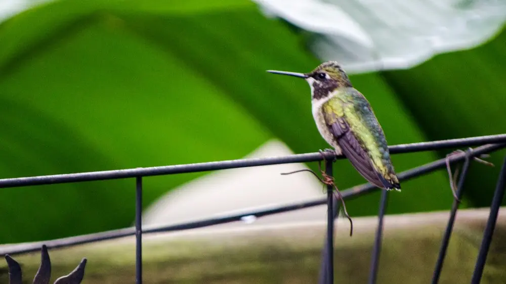 Jeffers Bend Hummingbird Festival Offers Rare Glimpse Into Migration