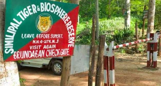 500 hectares grassland to be revived to boost tiger population in Odisha’s Similipal