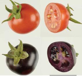 Comment on Purple tomatoes and a fresh approach to GM trials by Claire Bleakley