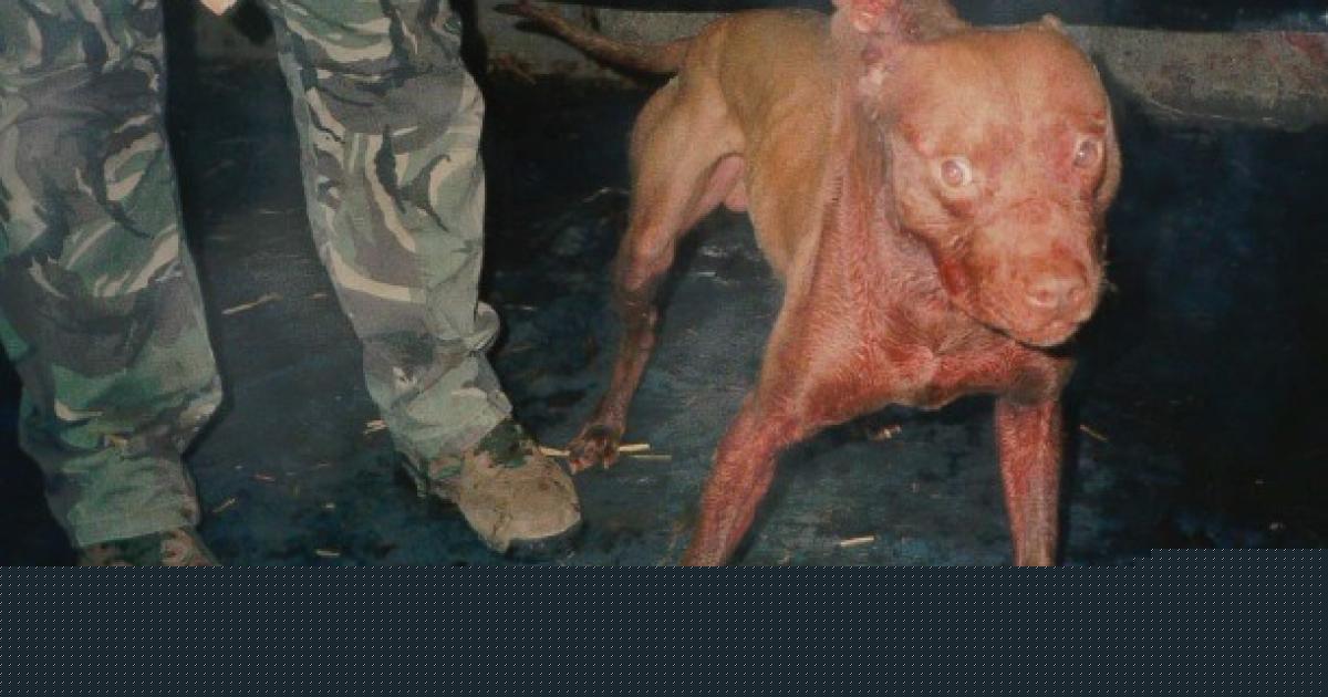 Lancashire named one of England's worst regions for dog fighting