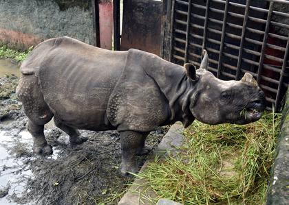 Zoo Plans Breeding Rhinos After Success With Dholes, Wolves