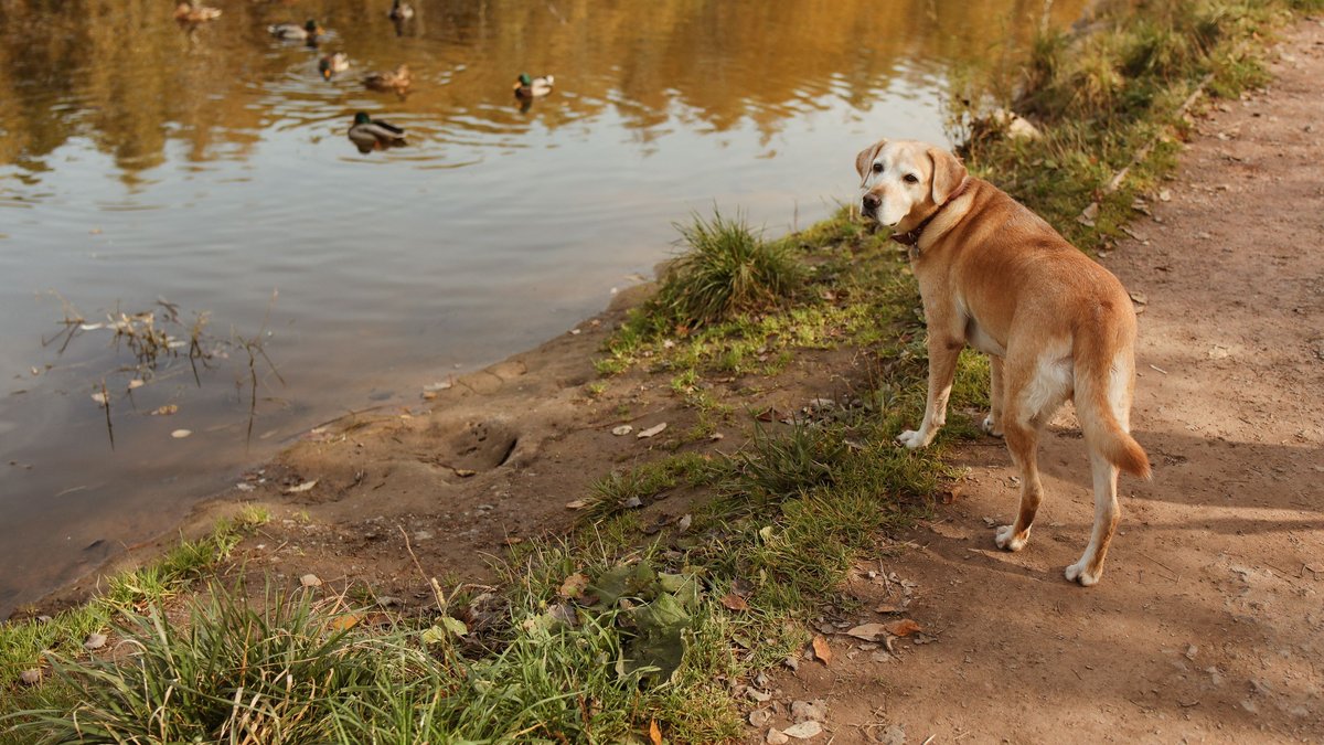 VIDEO. "Elle a recommencé à sourire, à remuer la queue" : comment l'arrivée d'un canard dans la famille a redonné sa joie de vivre à un chien atteint de crises d'épilepsie