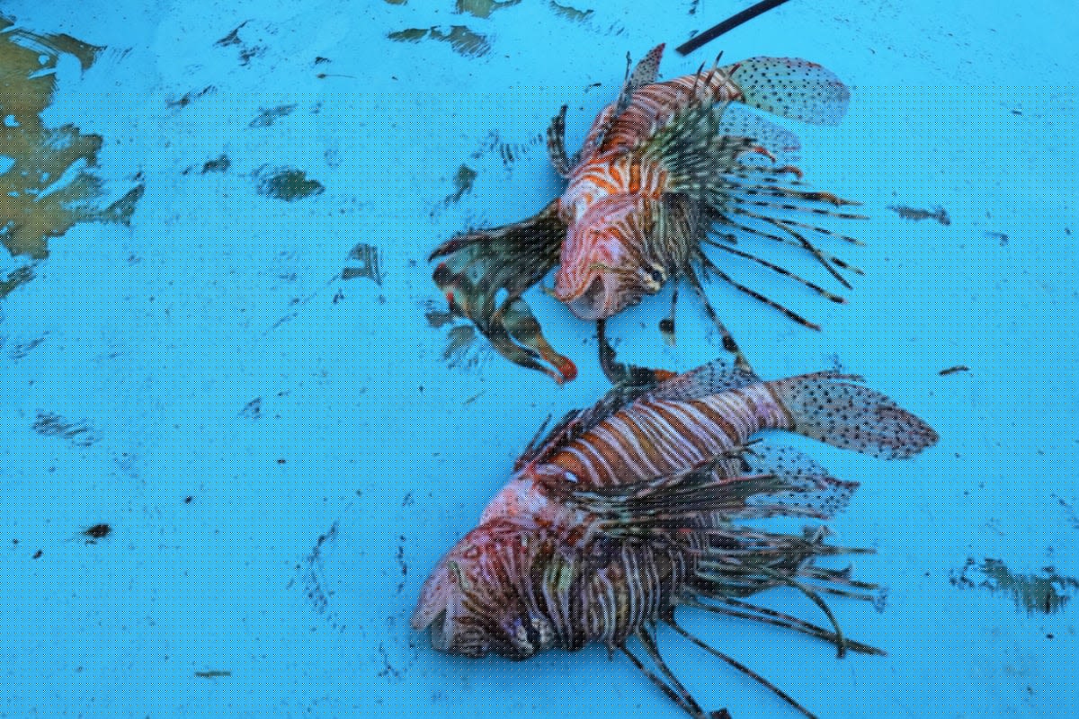 New fish are causing chaos in the Mediterranean – and they are heading north