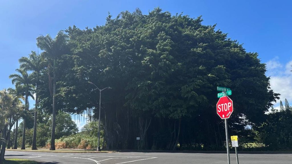 Lane closure begins today on Banyan Drive in Hilo for tree removal