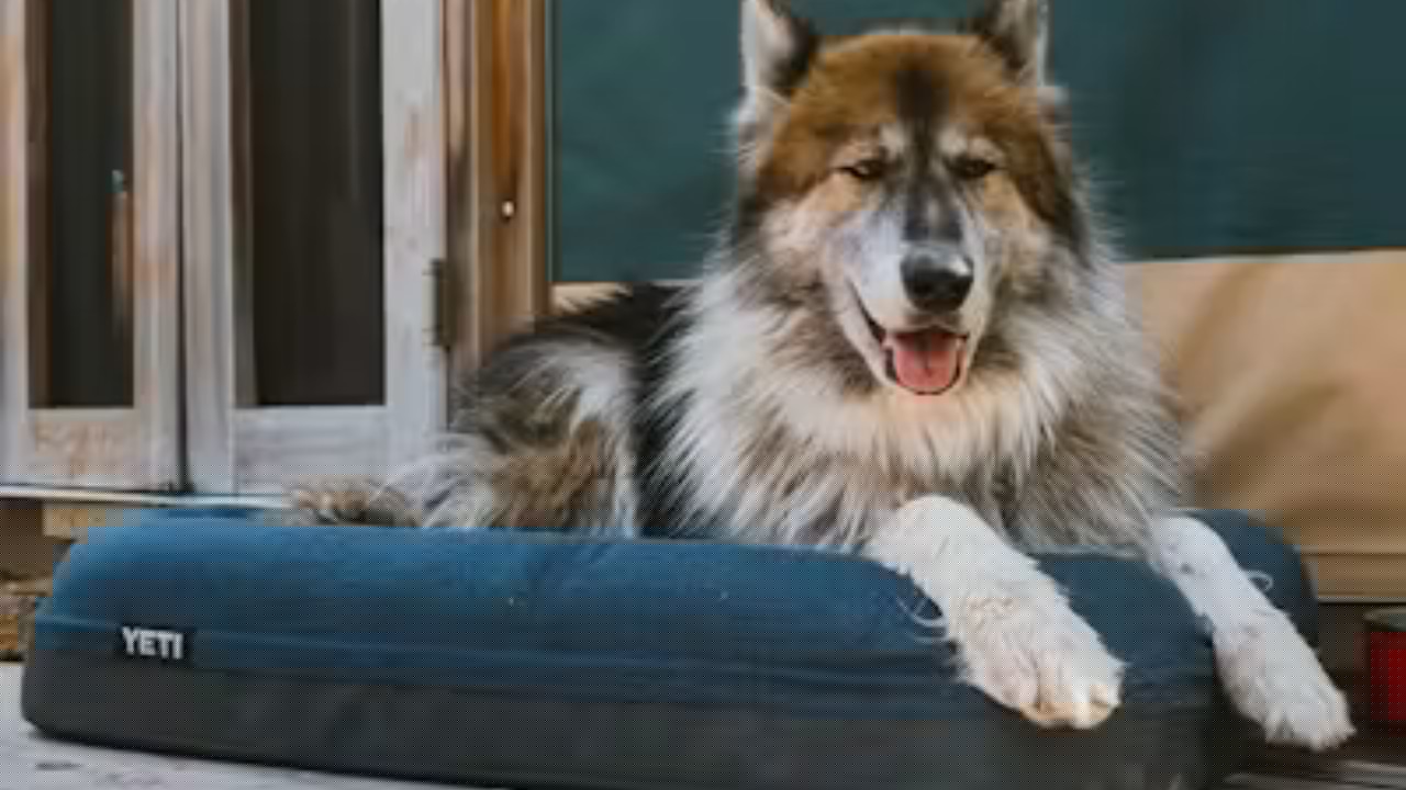 YETI launched a dog bed with the same tough-as-nails construction that made its coolers legendary
