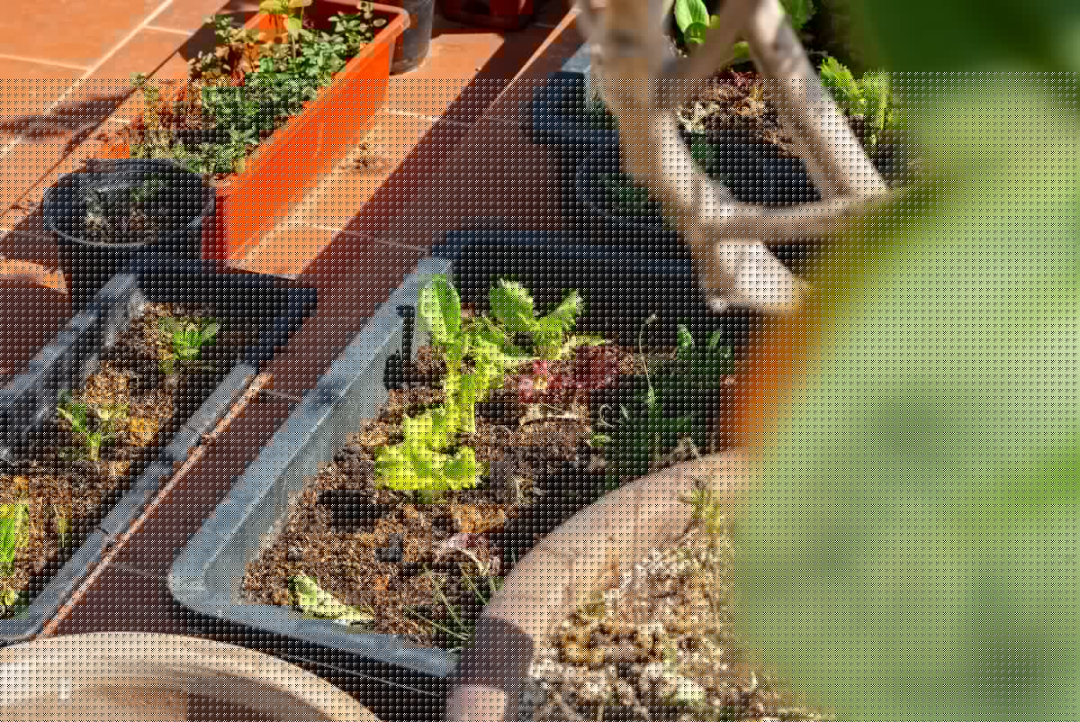 This Local Facebook Group Is a Lifeline for Amarillo Gardeners
