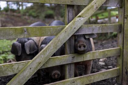 Rare-breed poultry and pigs on the decline according to latest Rare Breed Survival Trust Watchlist