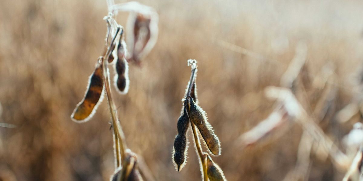 Ohio family farmers describe life under Trump: 'We’re in a hell of a mess'