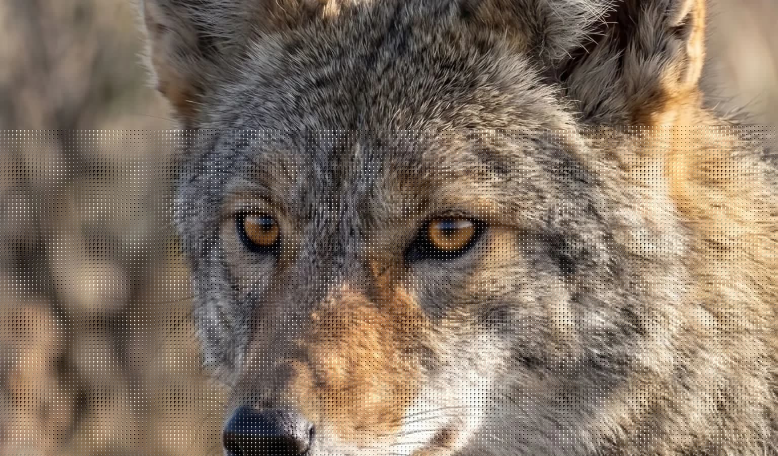 Howl at the Moon (and the Payouts) During the 12th Annual Winnett/Grass Range Coyote Derby