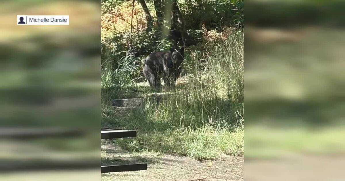 Utah officials urge caution after fifth bear encountered in the past week