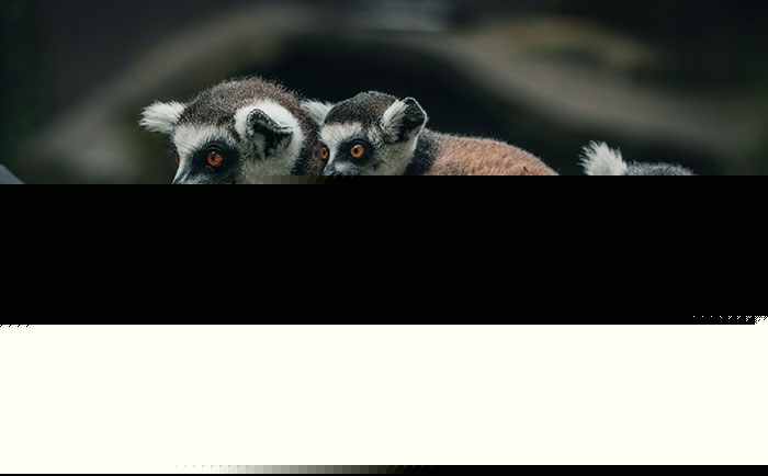 Four Lemurs Met Their End Because Of Human Herpes At A Yoga Class And We Need To Talk About That