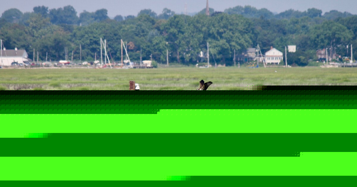 Low osprey numbers in other states concern local environmentalists