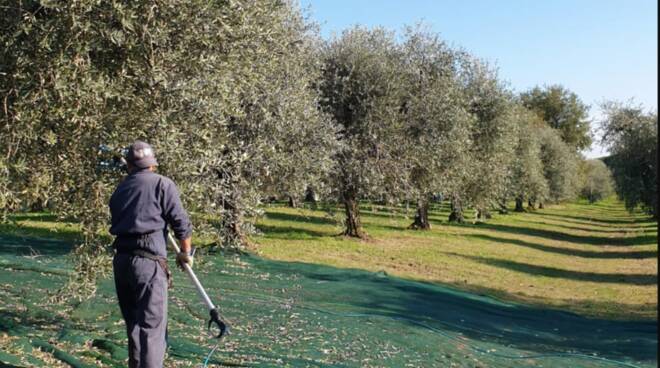 Annata olivicola difficile sui laghi: quantità in calo, ma qualità in crescita