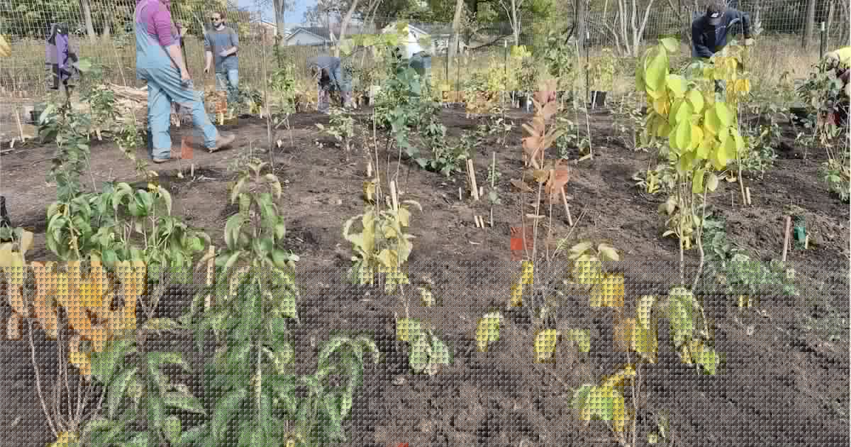 Algonquin Garden Club nationally recognized for ‘mini-forest’ in Kane County