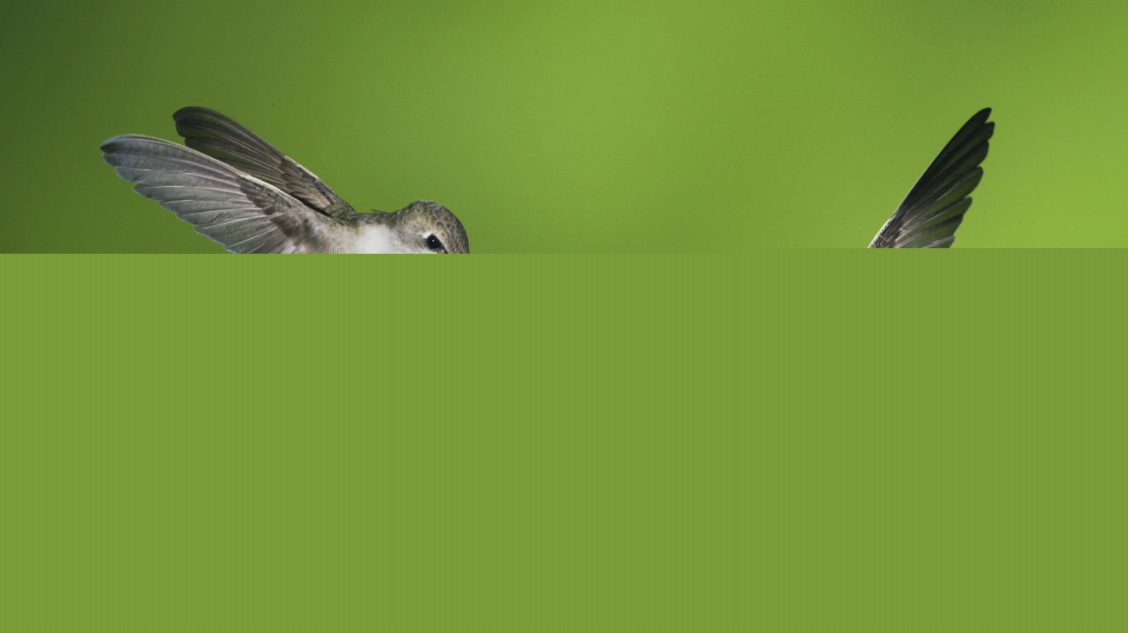 How Your Texas Garden Can Help Hummingbirds Finish The Last Leg Of Their Migration Journey