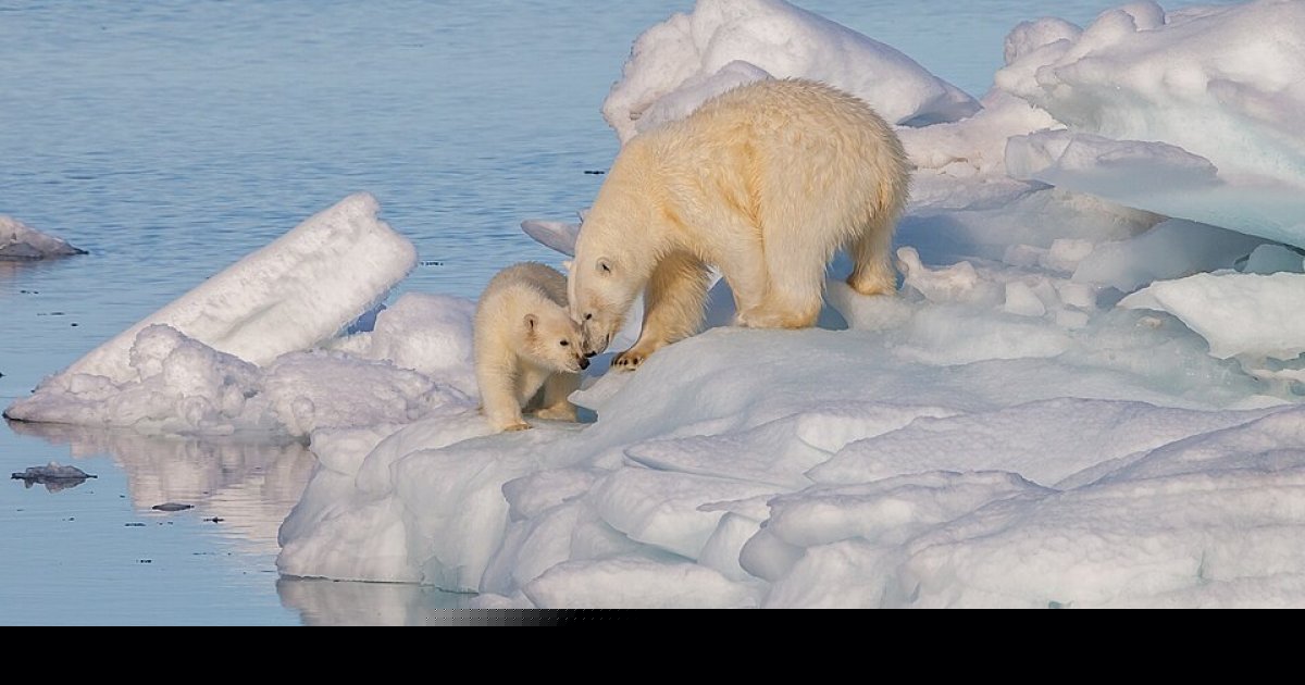 Who Is Momota? Japan's Viral Polar Bear Cub Has an Unusual Obsession With Traffic Cones