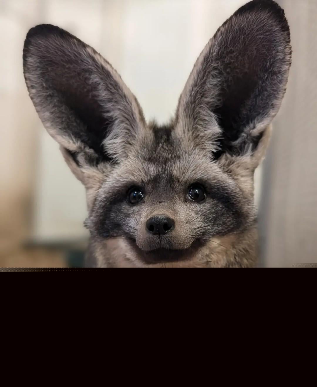Animals - Bat eared fox