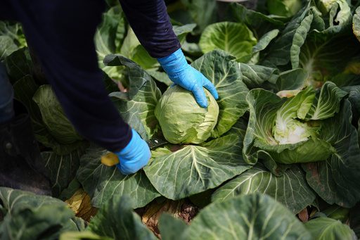 A recipe for avoiding 15 million deaths a year and climate disaster is fixing food, scientists say