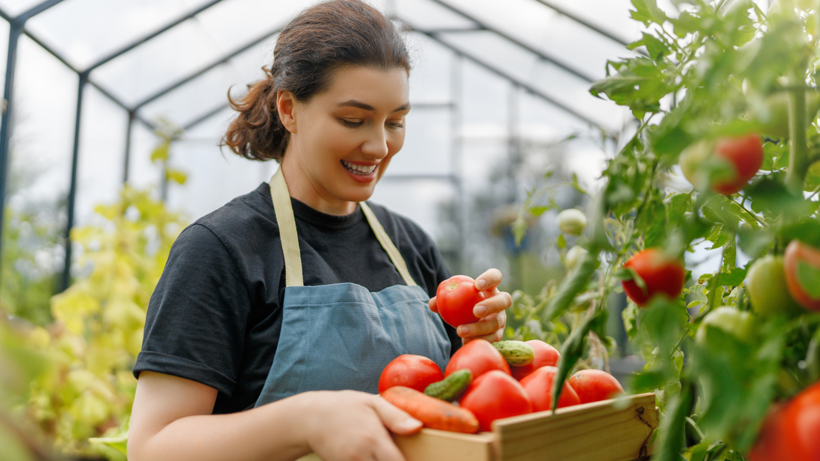The Best Type Of Tomato Fertilizer To Use To Help Them Grow Stronger