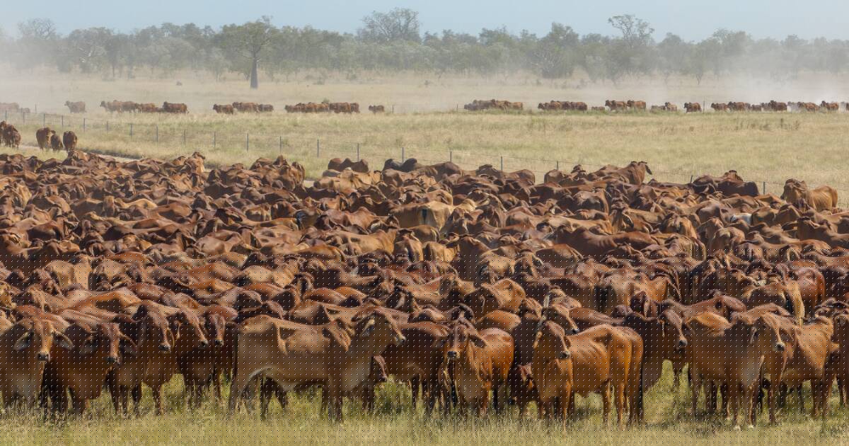 Why safeguard quotas are taking the heat out of the domestic cattle market