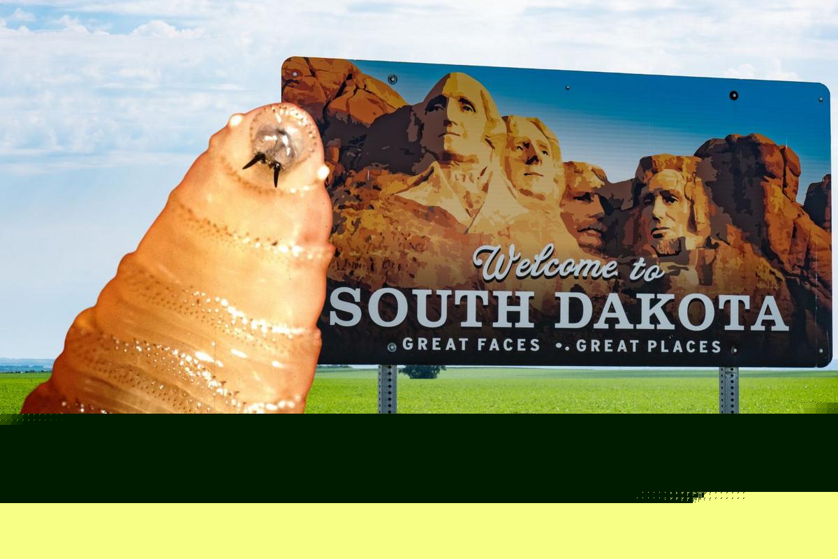 Don't Worry South Dakota-The Screwworm Won't 'Screw' With Us!